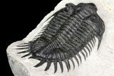 Spiny Delocare (Saharops) Trilobite - Bou Lachrhal, Morocco #161338-5